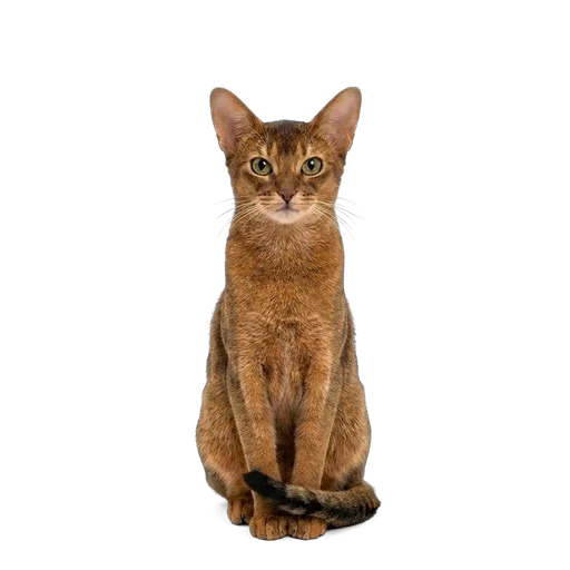Abyssinian cat