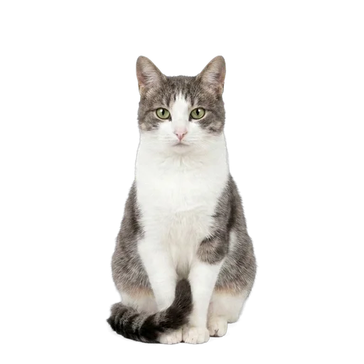Aegean cat