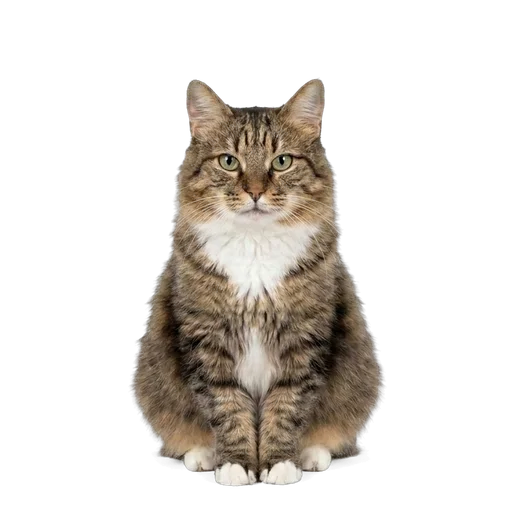 American Bobtail cat