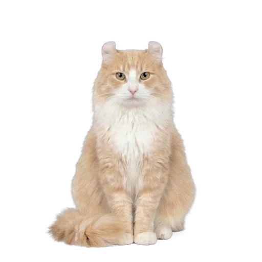 American Curl cat