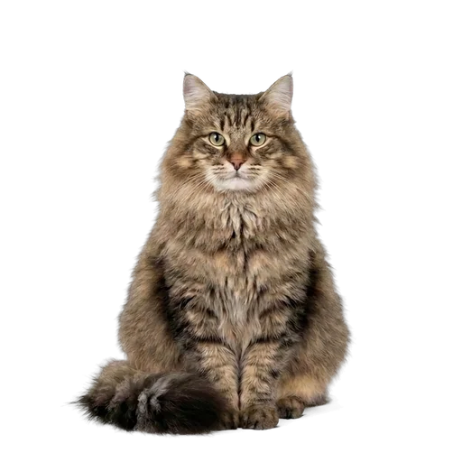 American Longhair cat