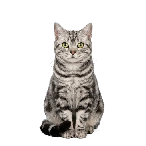 American Shorthair cat