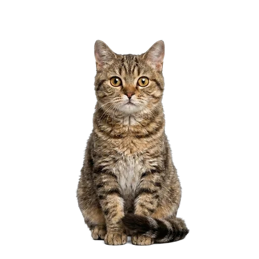 American Wirehair cat