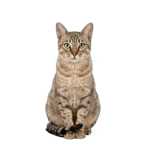 Australian Mist cat