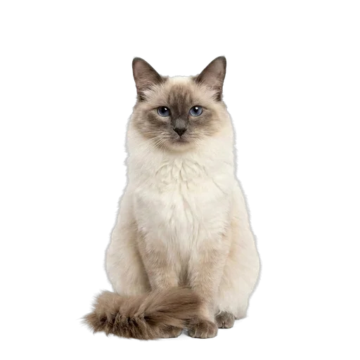 Balinese cat