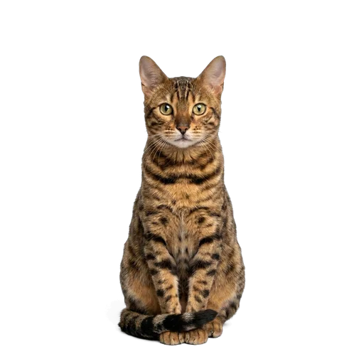 Bengal cat