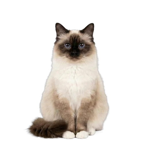 Birman cat