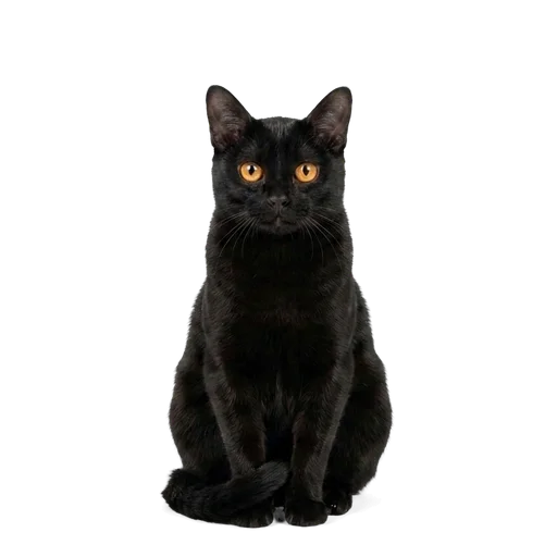 Bombay cat