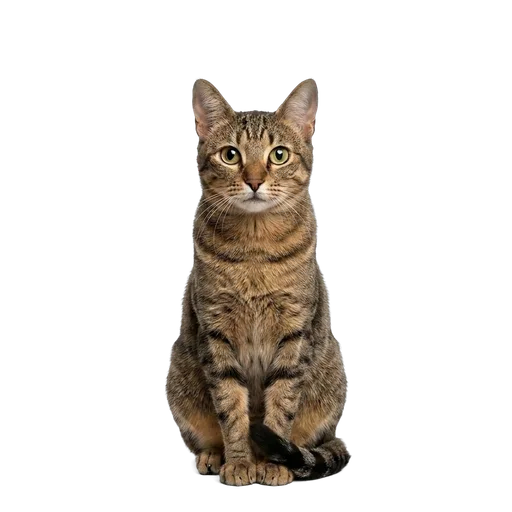 Brazilian Shorthair cat
