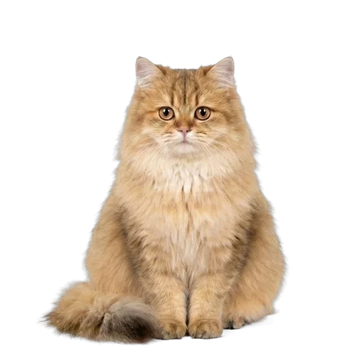 British Longhair cat