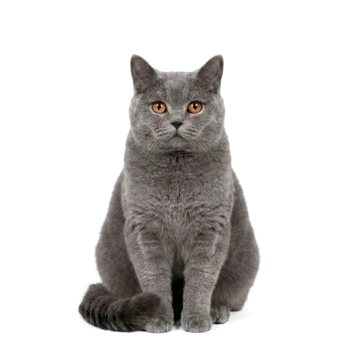 British Shorthair cat