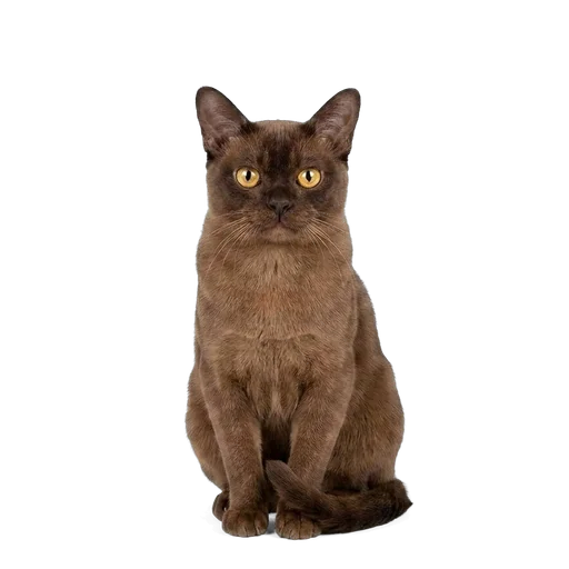 Burmese cat