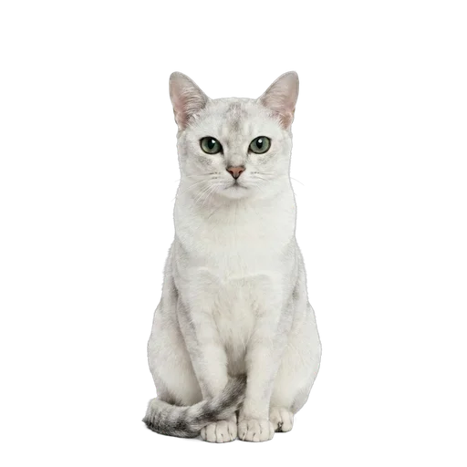 Burmilla cat