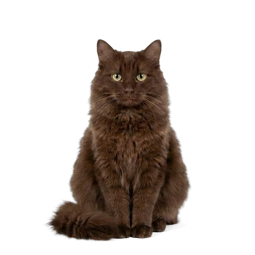 Chantilly cat
