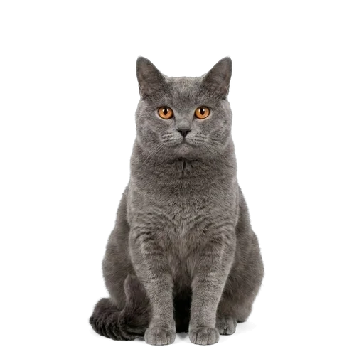 Chartreux cat