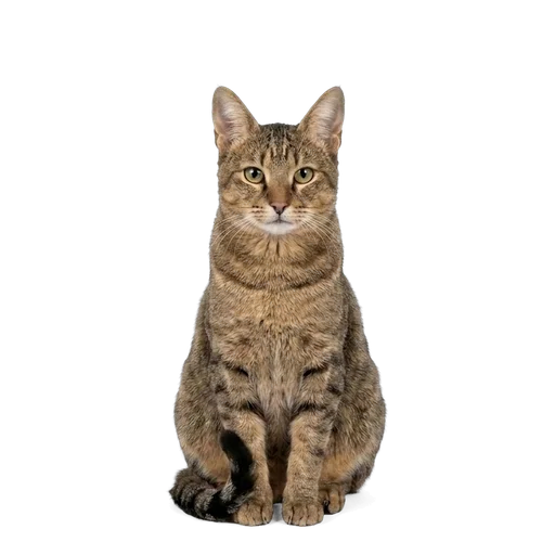 Chausie cat