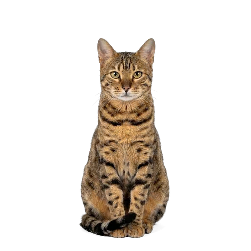 Cheetoh cat