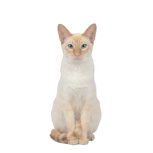 Colorpoint Shorthair cat