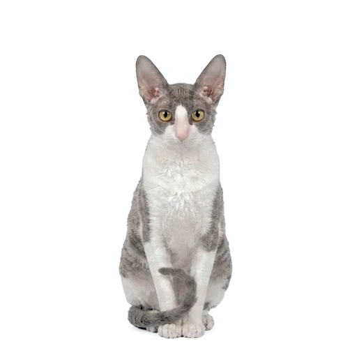Cornish Rex cat