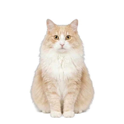 Cymric cat