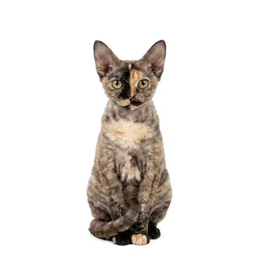Devon Rex cat