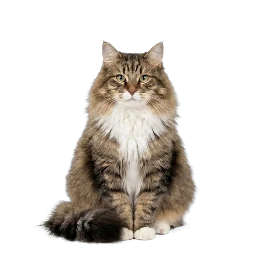 Domestic Longhair cat
