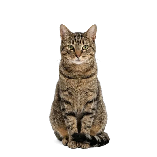 Domestic Shorthair cat