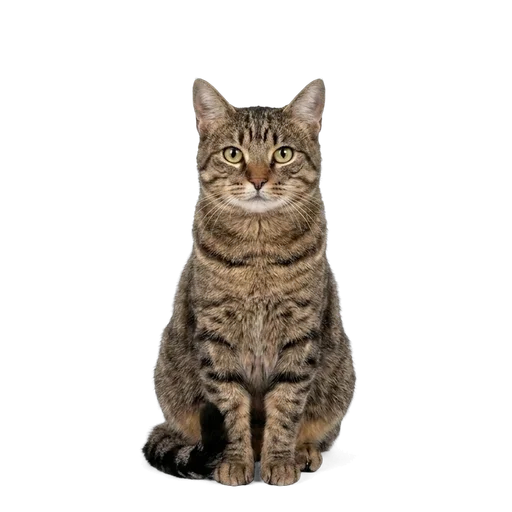 Dragon Li cat