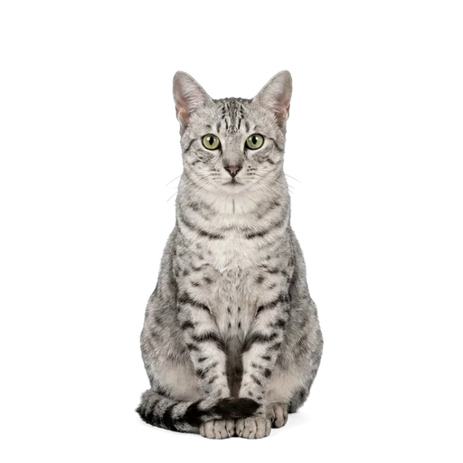 Egyptian Mau cat