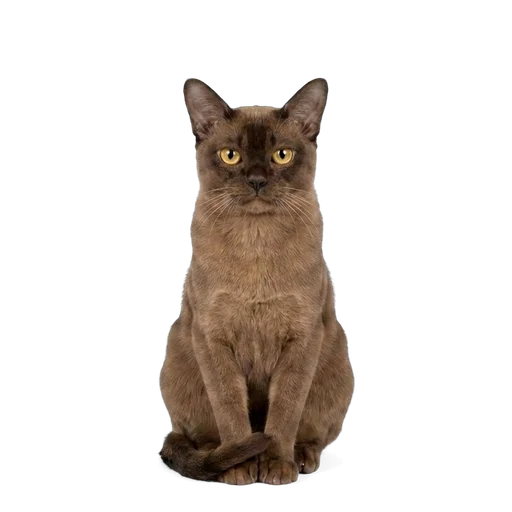 European Burmese cat