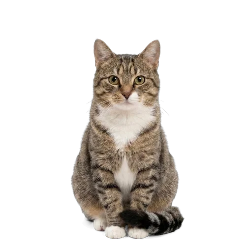 European Shorthair cat
