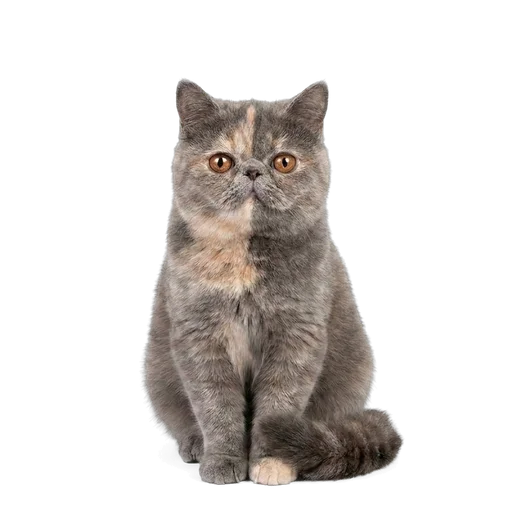 Exotic Shorthair cat