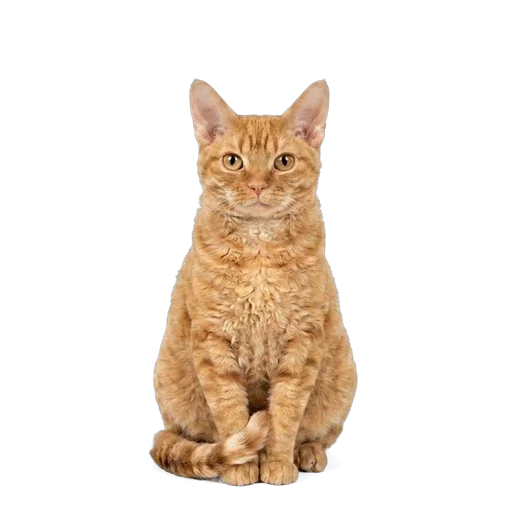 German Rex cat