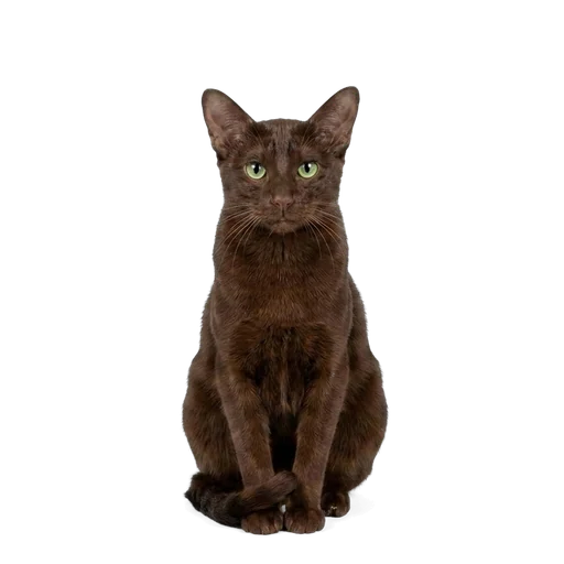 Havana Brown cat