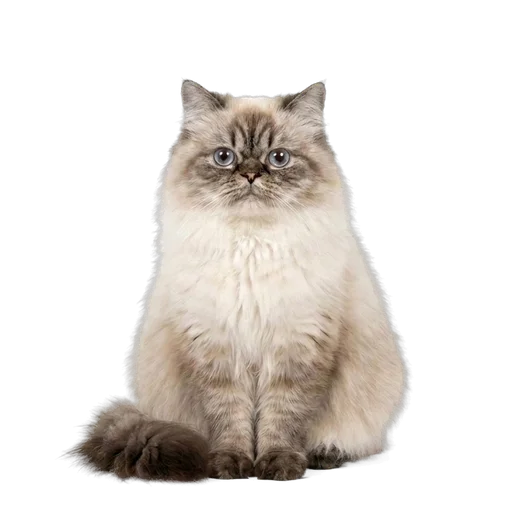 Himalayan cat