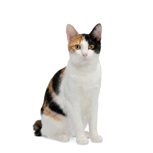 Japanese Bobtail cat
