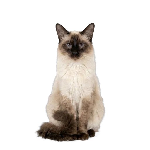 Javanese cat