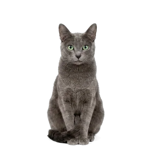 Korat cat