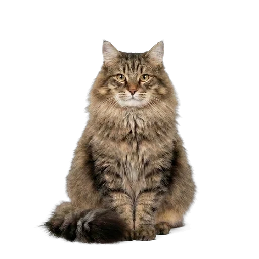Kurilian Bobtail cat