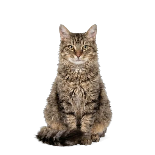 LaPerm cat