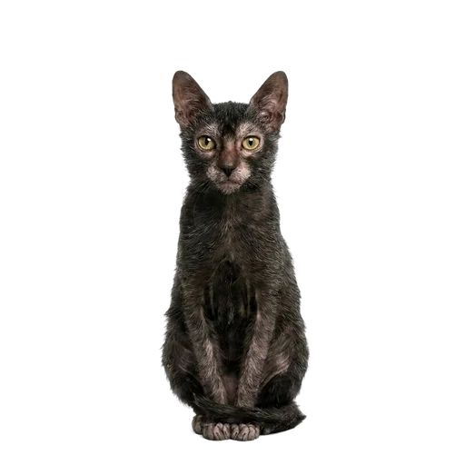 Lykoi cat