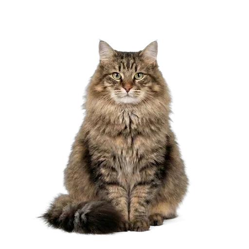 Cats breed catalog