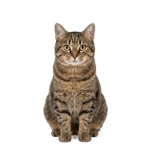 Manx cat