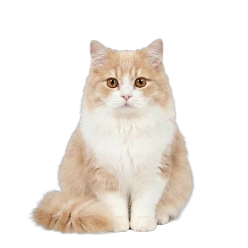 Minuet cat