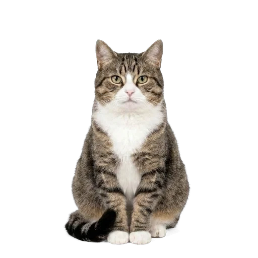 Mixed Breed cat