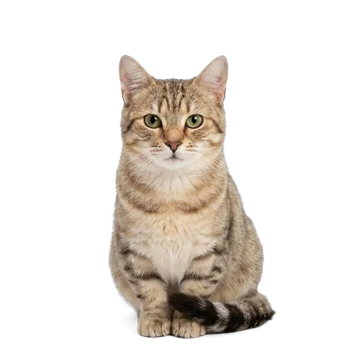 Munchkin cat