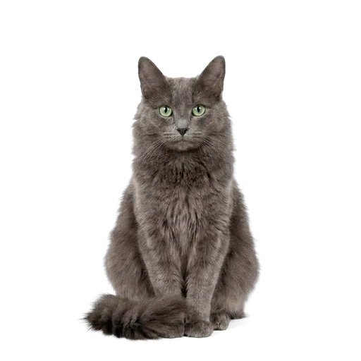 Nebelung cat