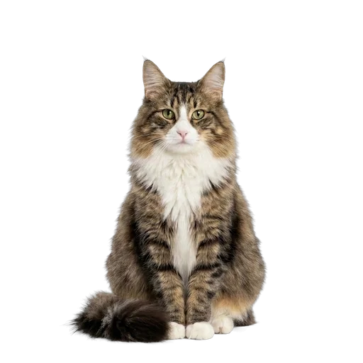 Norwegian Forest Cat cat