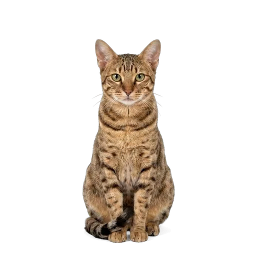 Ocicat cat