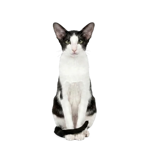 Oriental Bicolor cat